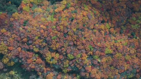 wonderful view of mountain scape in the forest during fall in zao onsen in japan - aerial shot