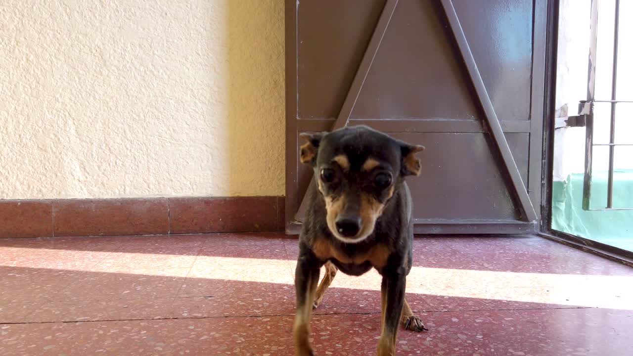 Senior miniature pinscher dog happily greeting owner showing emotional pet reaction in slow motion