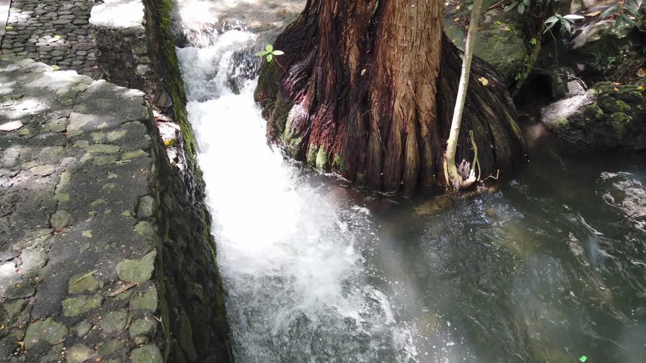 Ascending shot of fast-flowing stream at the base of a large tree, surrounded by natural vegetation and mossy rocks