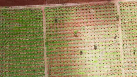 tecnología de agricultura inteligente: vista aérea de drones de una granja de aguacate en kenia