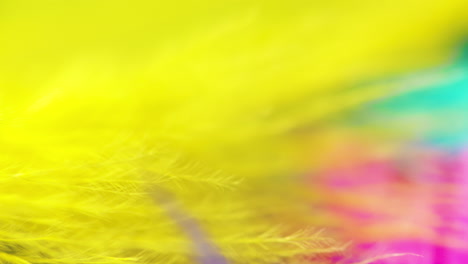 Macro-close-up-pan-across-brightly-colored-feathers