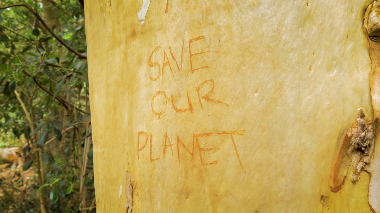 4K wide shot of an anti-deforestation protest sign carved into a rain forest tree. We see "save our planet" etched into the bark. contains trees, jungle, bark, leaves, 4k, protest sign, green, nature,