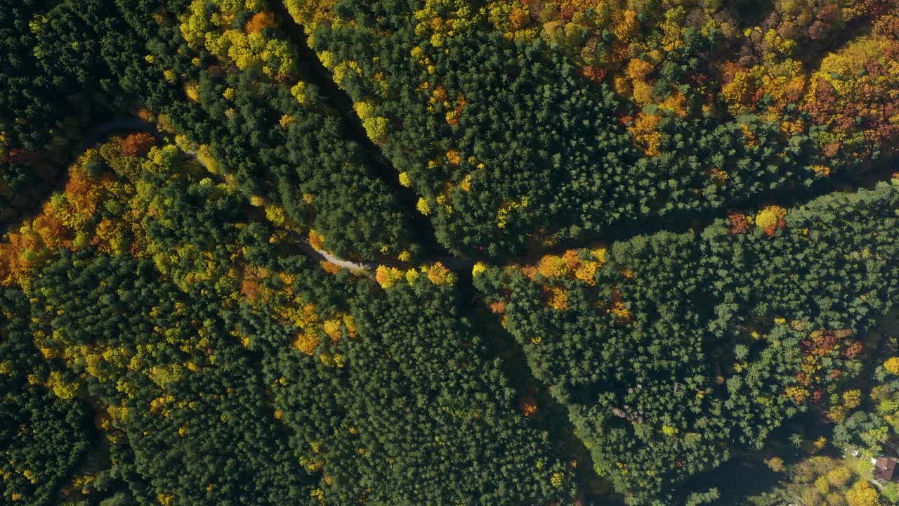 bosque de pinos con follaje otoñal en cruce de caminos, antena arriba hacia abajo