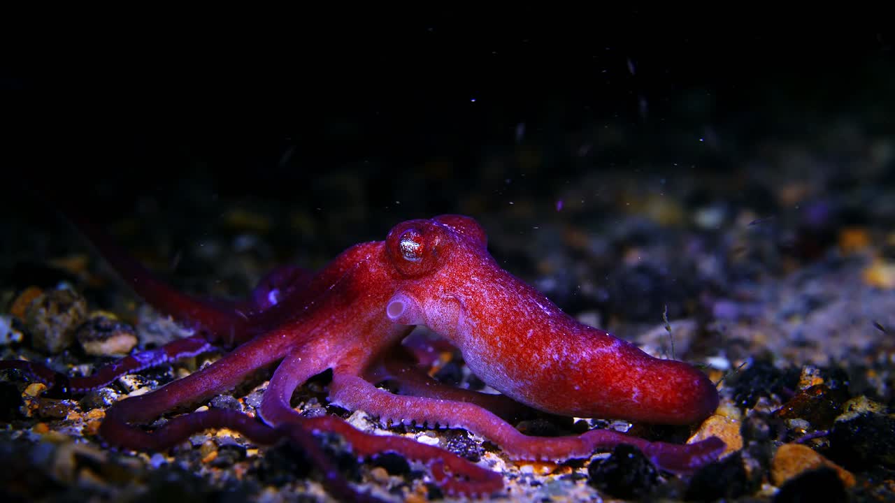 Octopus kaurna Southern Sand Octopus 4k 25fps