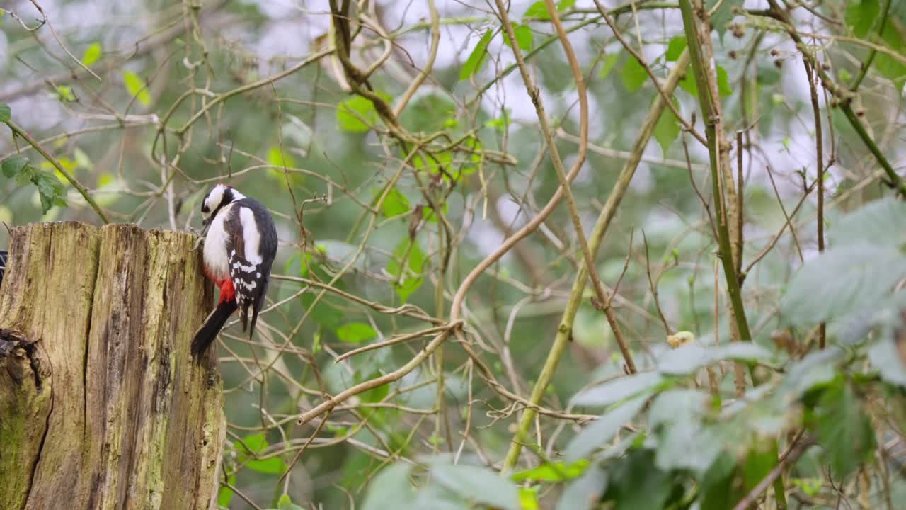 Great spotted woodpecker perched quietly on tree, twitching head in soft slow motion