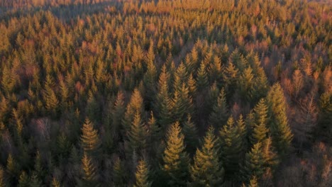 a thick, partially damaged coniferous forest in west germany during a colourful sunset