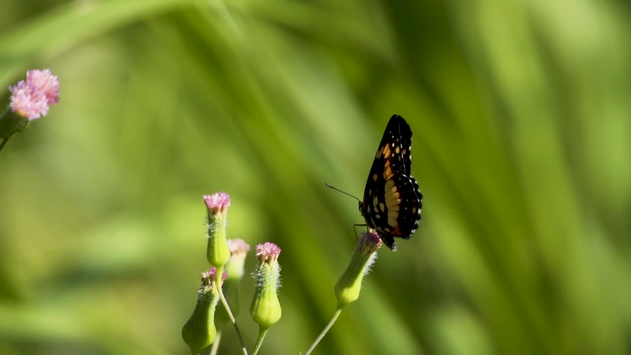 Bordered Patch Butterfly On A Lilac Tasselflower Collecting Nectar. wide