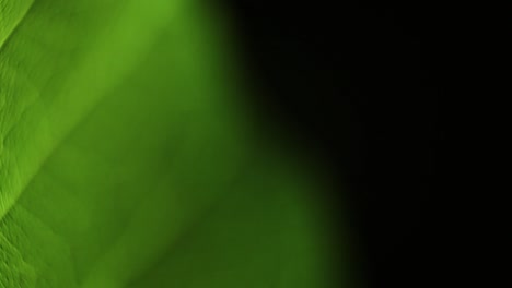 hojas verdes giratorias y tiro macro de diente de león giro lento