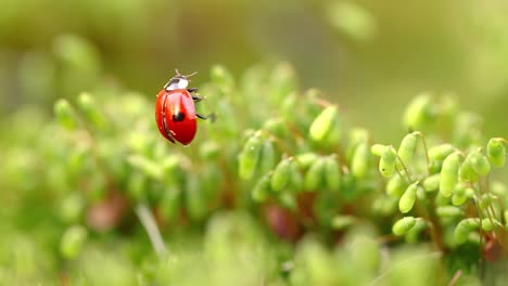 Close-up-wildlife-of-a-ladybug-in-the-green-grass-in-the-forest