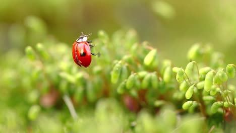 close-up de la vida silvestre de una mariquita en la hierba verde en el bosque