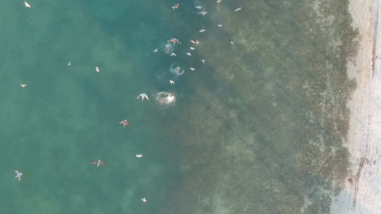 위대한 새 먹이