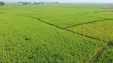 Aerial-view-shot-of-vast-paddy-field