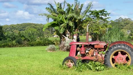 a stationary, weathered red tractor sits overgrown with grass in a sunlit rural field, surrounded by tropical vegetation and distant hills. slight camera pan