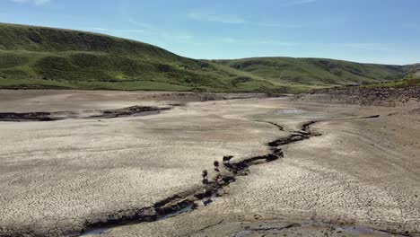 drone flying over a dry riverbed surrounded by moorland with sheep as the main subject