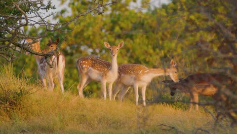 Herde-Damhirsche-Blickt-In-Die-Kamera,-Naturschutzgebiet-Oranjezon,-Zeeland