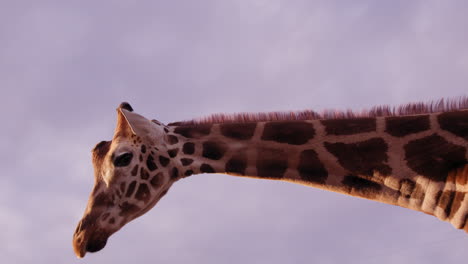 la jirafa se aleja de la cámara al atardecer - el perfil lateral es un tiro medio