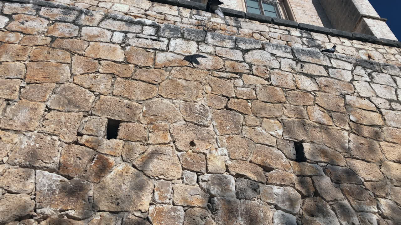 비둘기와 화창한 날