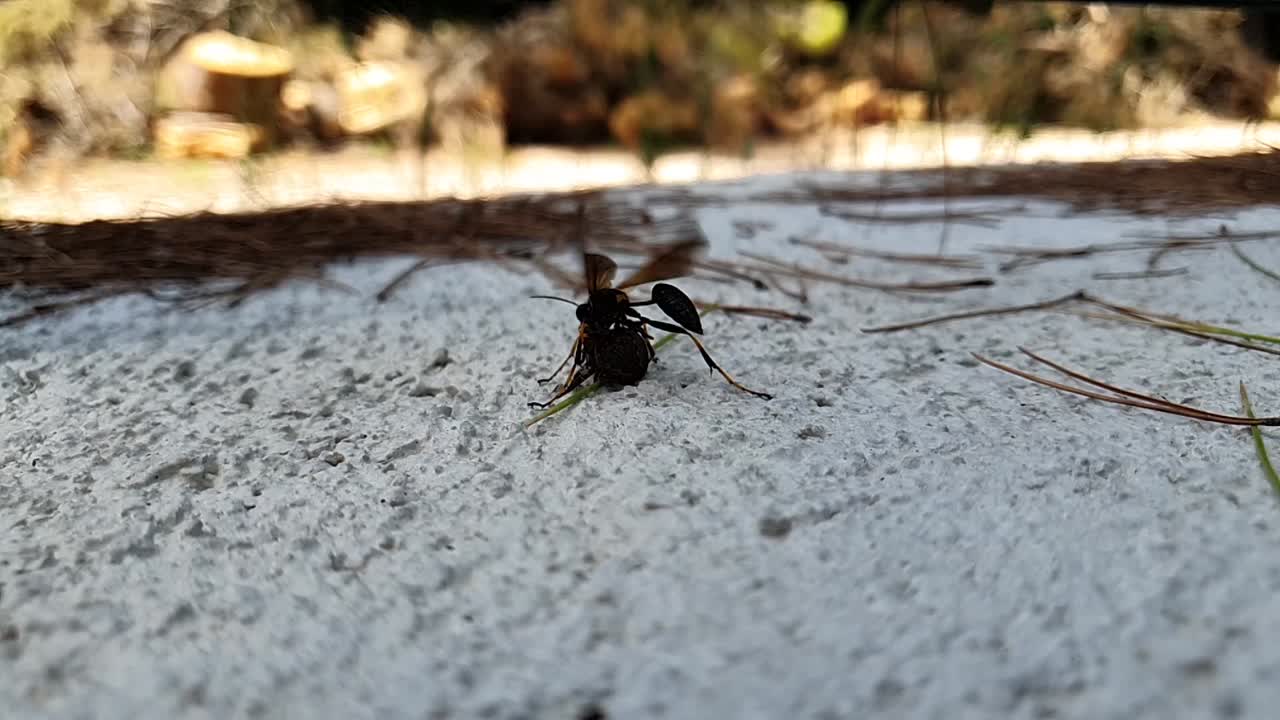 lucha entre avispa y araña en cámara lenta