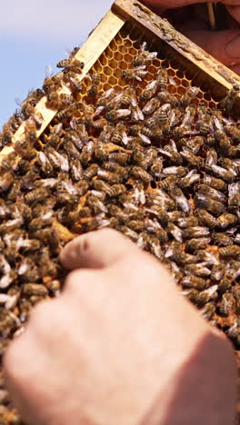 male bare hands touching bees at the frame. bee colony covering the surface of wax frame. blue sky backdrop. vertical video