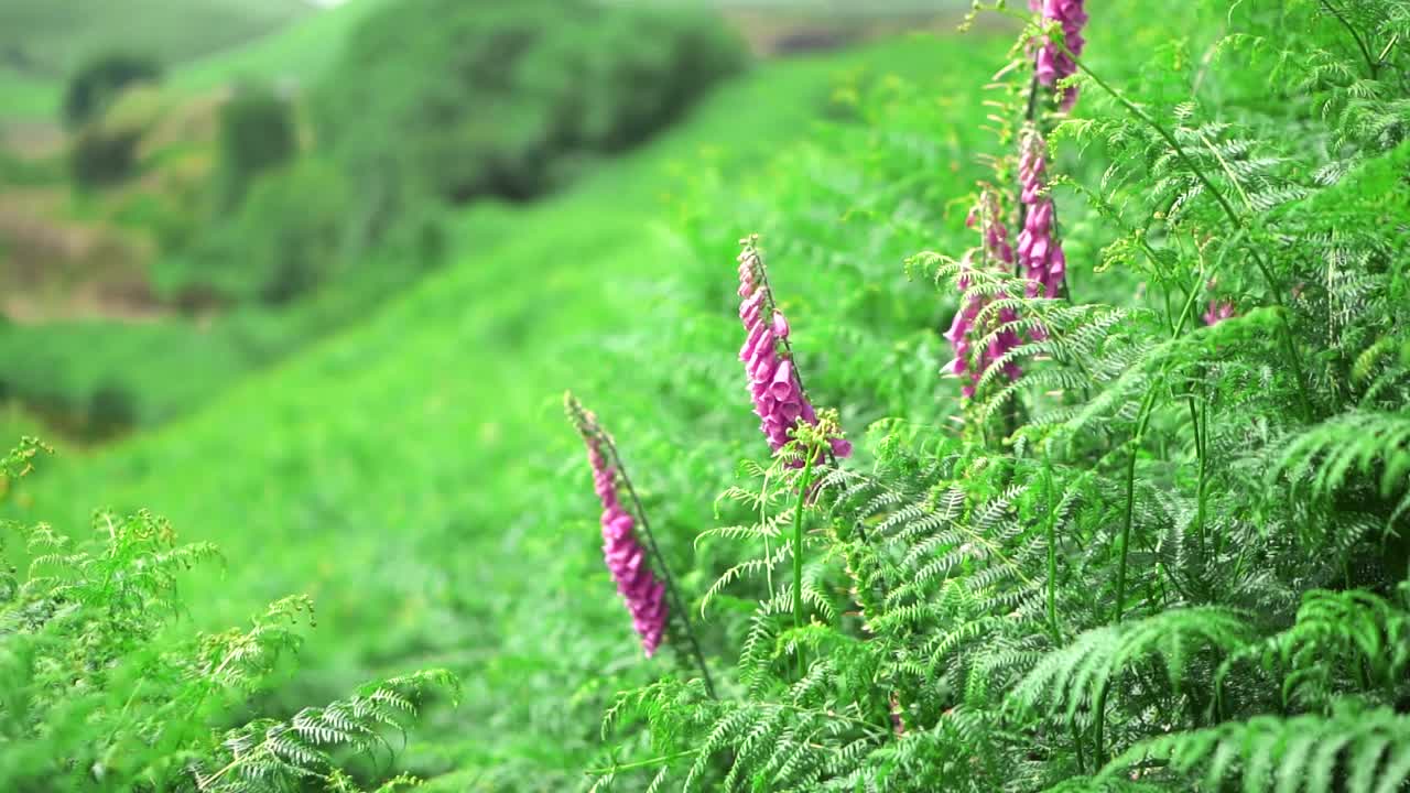 цветы пурпурной наперстянки в заросшем листьями папоротника поле