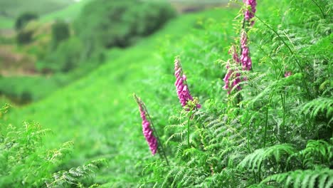 purple foxglove flowers in an overgrown field of fern leaves