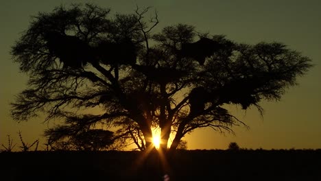 Puesta-De-Sol-En-El-Desierto-De-Kalahari