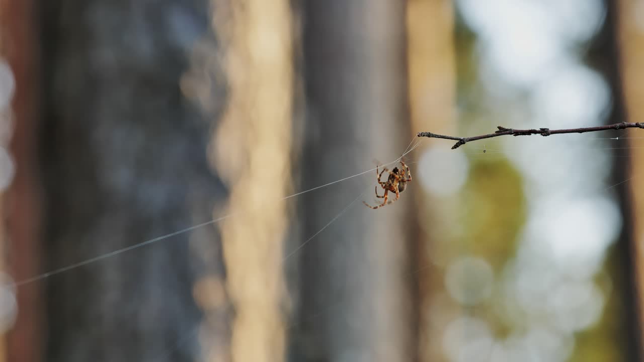 Spider Hanging on a Web in a Forest