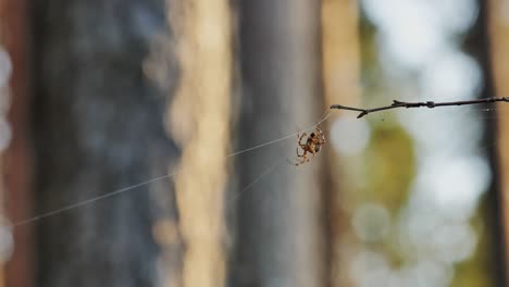 spider hanging on a web in a forest