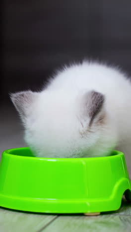 small kitten eating food. kitten eating food from bowl. vertical video