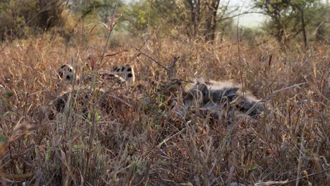 In-tall-savanna-grass,-a-cheetah-and-fluffy-cubs-eat-hidden-antelope