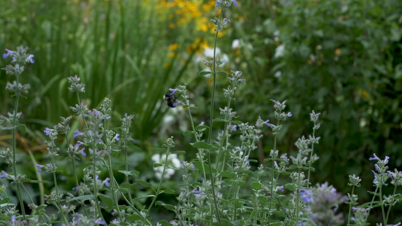 슬로우 모션:큰 땅벌이 한 꽃에서 다음 꽃으로 정원 주위를 윙윙거립니다.