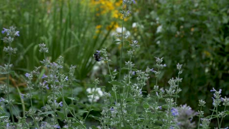 slow motion: a large bumblebee buzzes around a garden from one flower to the next