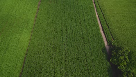 Vuelo-Sobre-Campos-De-Maíz-En-América-Del-Sur