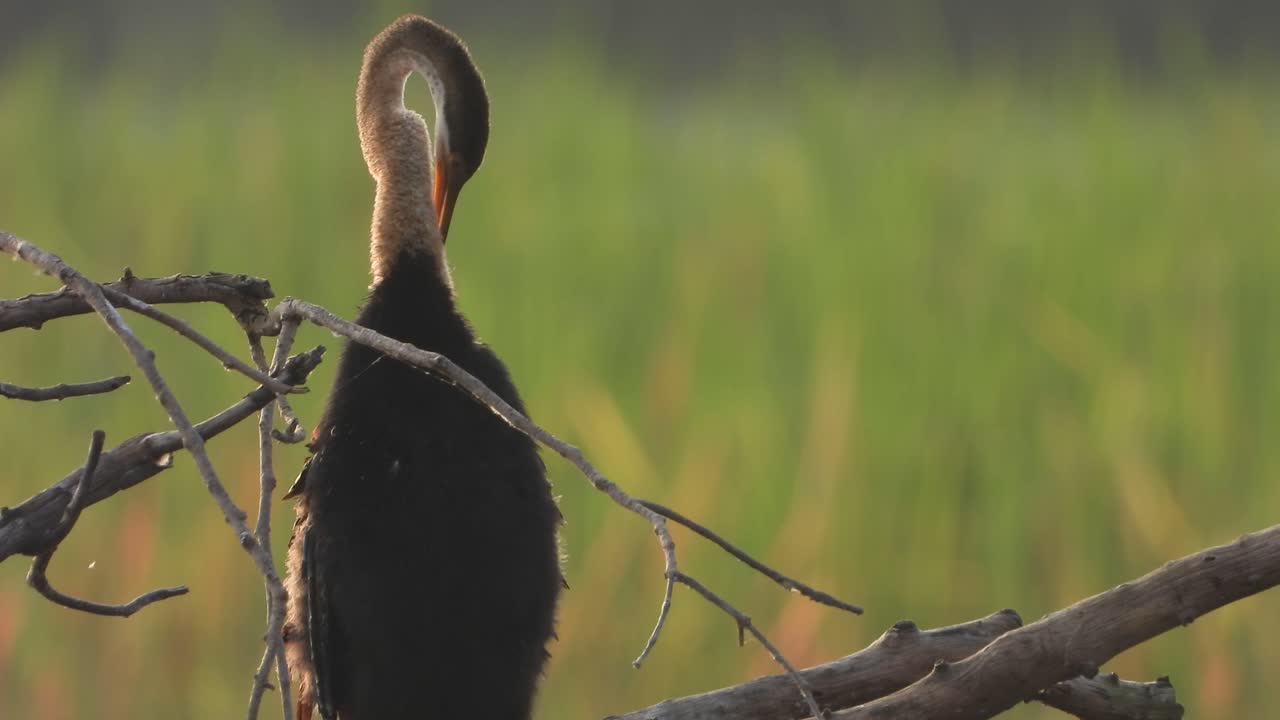 anhinga en el árbol uhd mp4 4k.