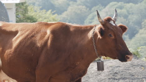 vaca marrón en un entorno rural