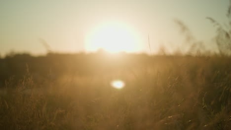 golden sunlight bathes tall grass in warm, ethereal glow as sun rises or sets on horizon, casting soft, dreamy light across field, with delicate light effects on grass blades