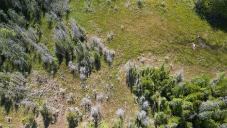 Aerial-top-down-pan-of-forested-grassland,-Michigan