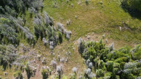 aerial top-down pan of forested grassland, michigan