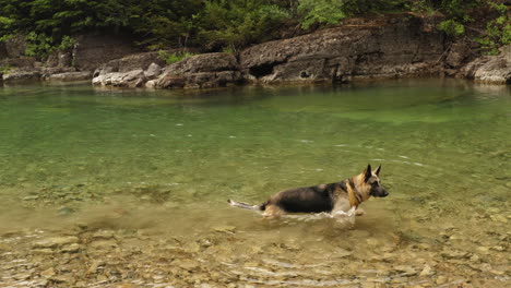 Deutscher-Schäferhund-Schüttelt-Wasser-Vom-Körper-In-Klarem-Wildnisstrom,-Geht-Danach-Weg