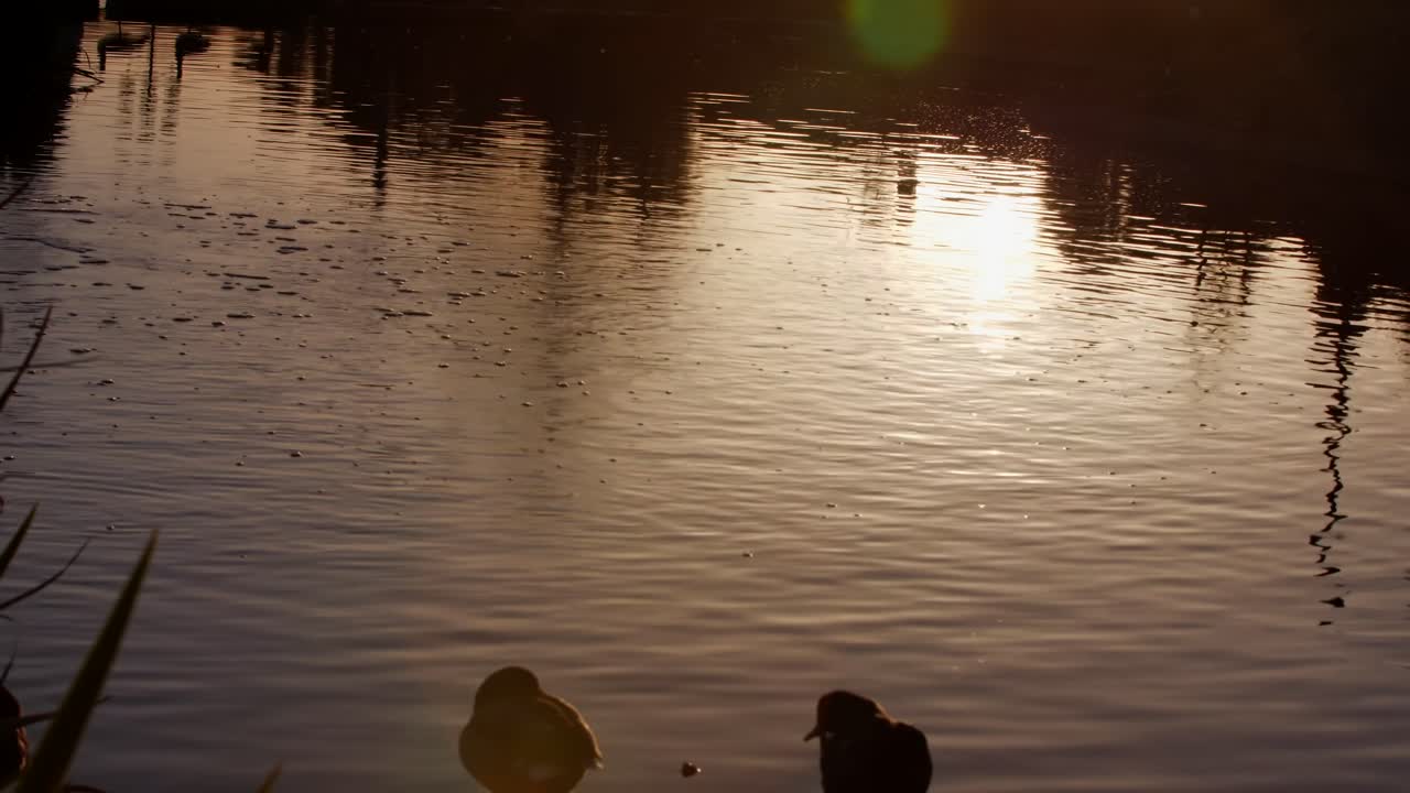 Mallard ducks perched on lake riverside bank in city pond, sunset reflection