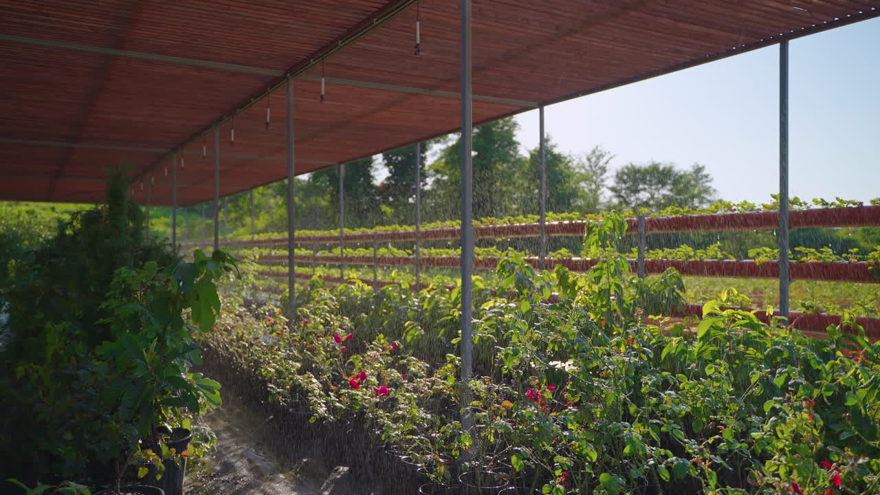 온실 에서 물 을 공급 하는 식물 들