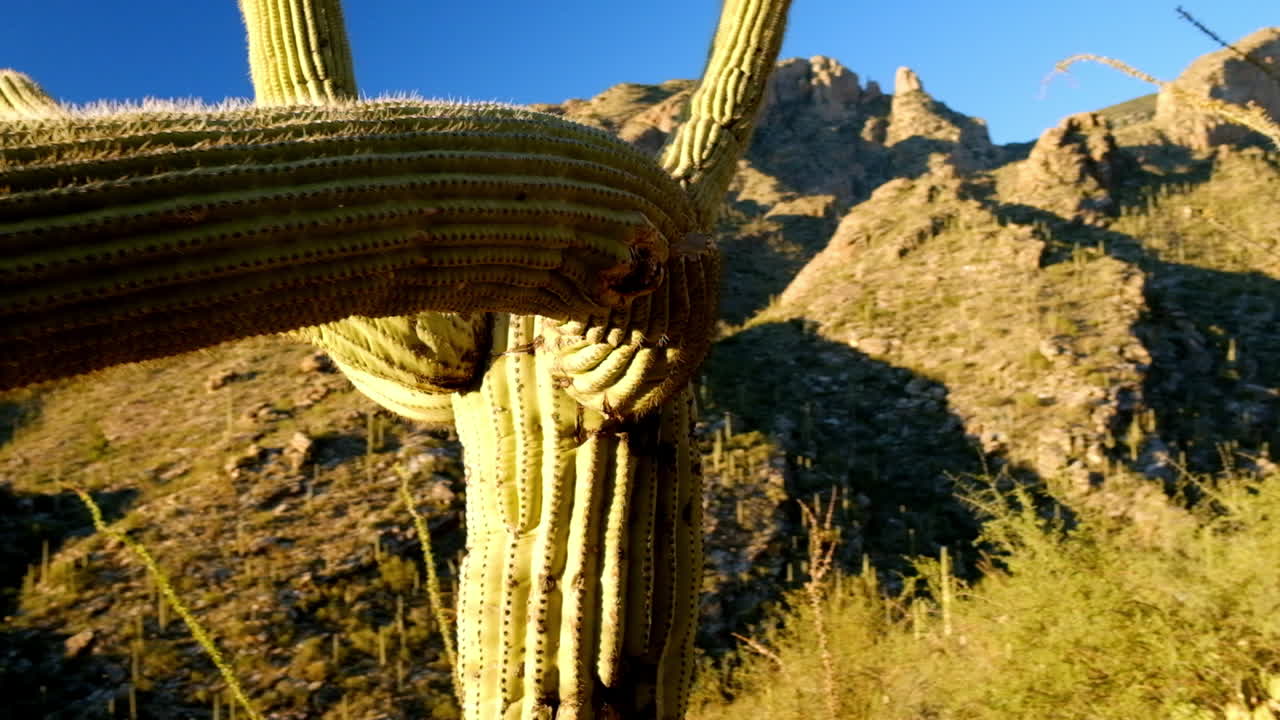 flora de plantas de cactus silvestres de forma extraña con daños leves en el desierto