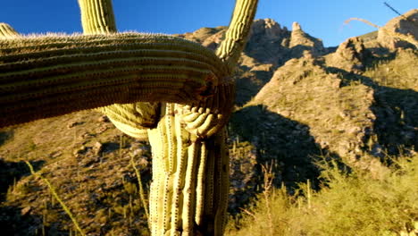 Awkwardly-shaped-wild-cactus-plant-flora-with-slight-decay-damage-in-the-desert