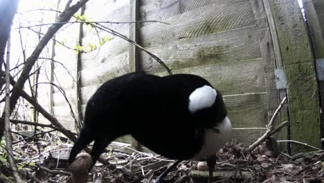 a magpie