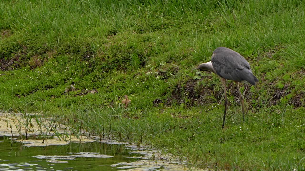 Great blue heron throws up a pellet by a lake in Florida