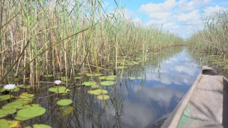 pov shot on an okavango delta tour, africa, shot from a small boat, with plant touching the camera