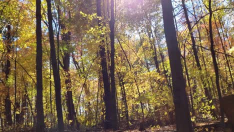 cinematic rotating shot through the yellow forest trees in a autumn forest outside of aottawa,ontario