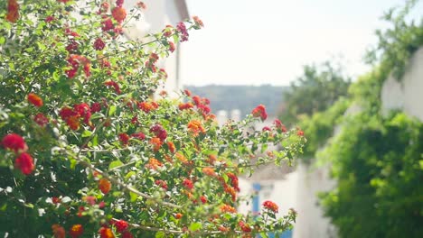 vibrant flowers in a picturesque town alley