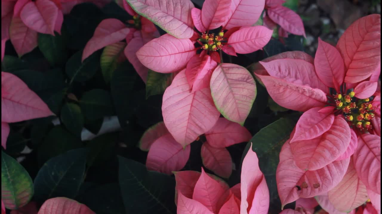 핑크 포인세티아 꽃