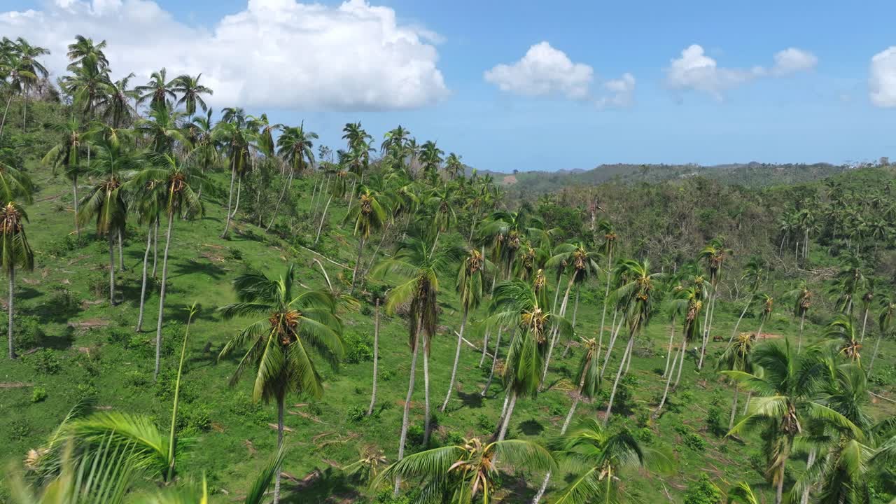 drone volando sobre el bosque de palmeras destruido después del huracán fiona, samana en república dominicana
